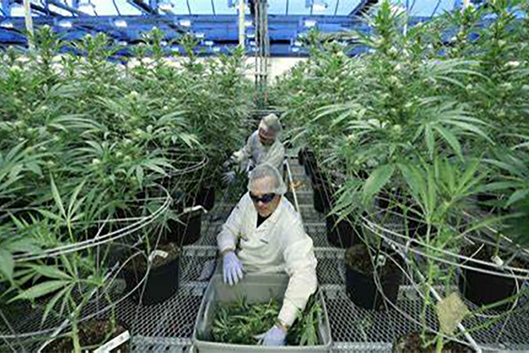 FDA 新文件回顾了50年的大麻研究，同时展望萜烯和食品的未来研究