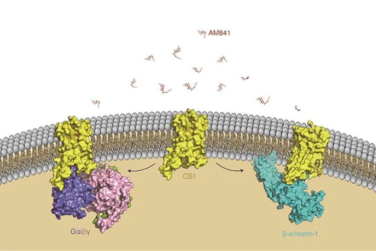 上科大刘志杰/华甜团队在人源大麻素受体下游信号转导机制研究中再获突破