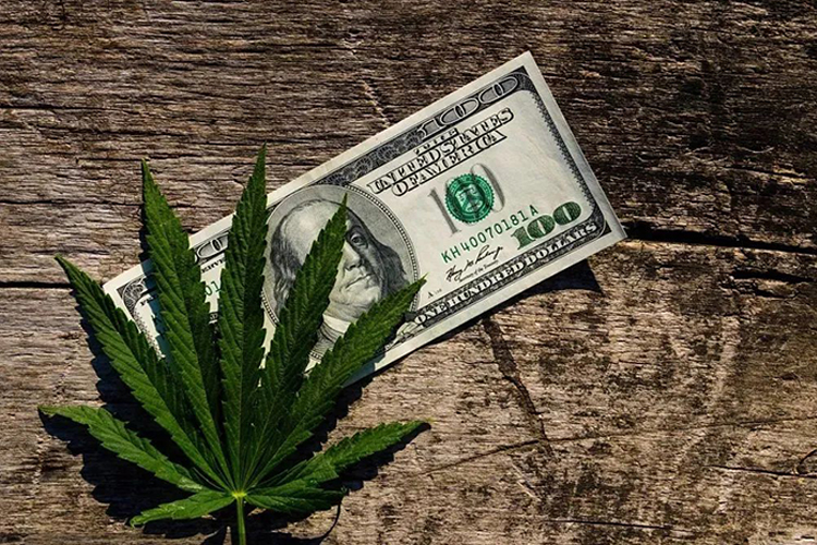 大麻市场预测：2024年大麻行业的主要趋势有哪些？