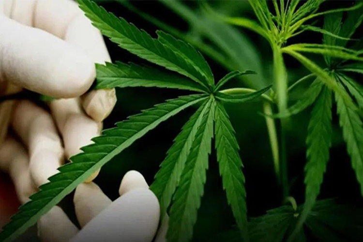 研究表明：大麻在减轻疼痛方面与阿片类药物“同样有效”外，还提供额外的“整体”益处