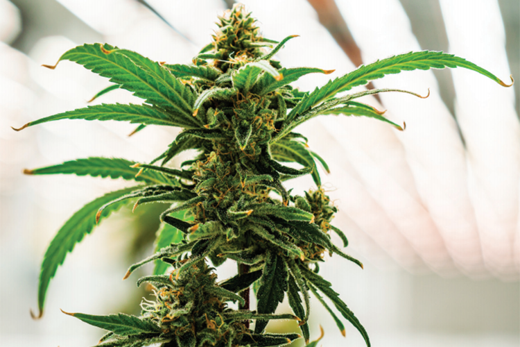 药用大麻种植：CBD增产因素研究