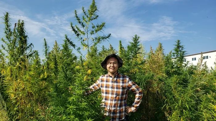 张小雨和他的工业大麻“无毒”梦