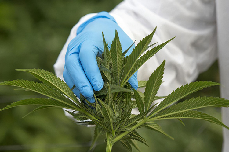 日本正在制定与韩国类似的医用大麻法律