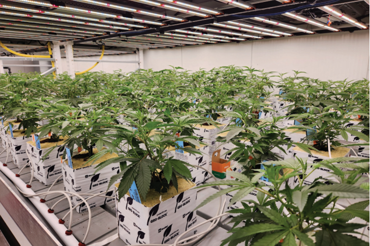 特别报告：2023年大麻领域照明市场状况——第八届深入研究商业种植者的照明趋势