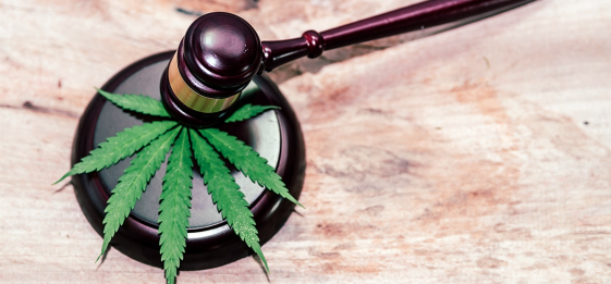 泰国大麻法听证会昨日开启，采集公众意见