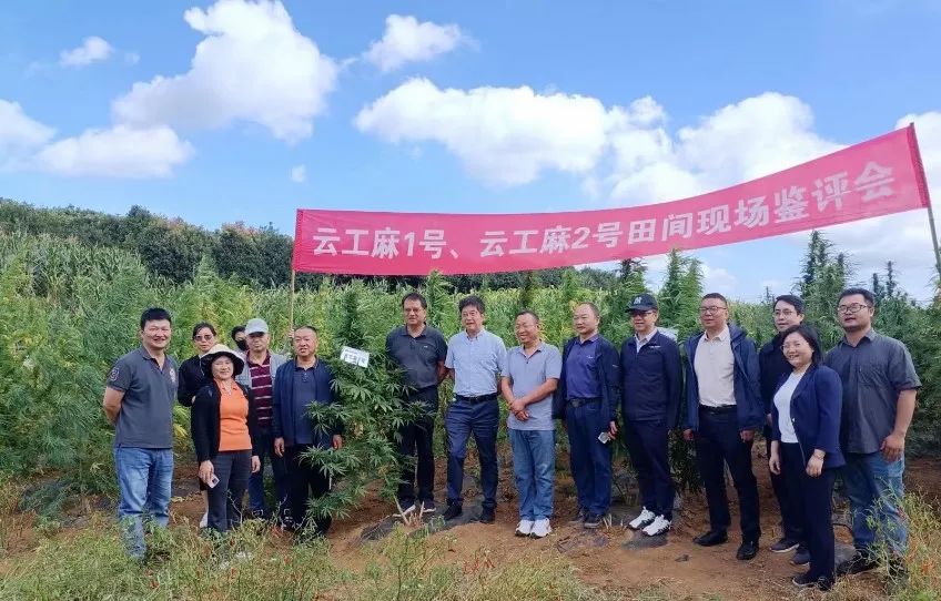 云南除了“云麻”系列种子，还有哪些新品种完成了鉴定？