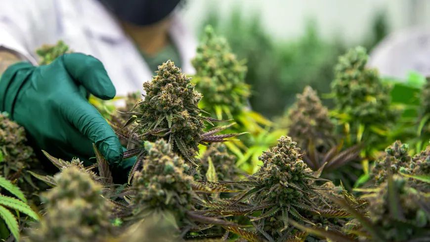 重磅利好，【欧洲药典】发布医用大麻花和CBD的质量标准，为欧洲大麻制药奠定基石