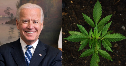 美国民调显示大麻重新分类支持率高达58%，一旦批准，拜登将多得两位数的政治支持