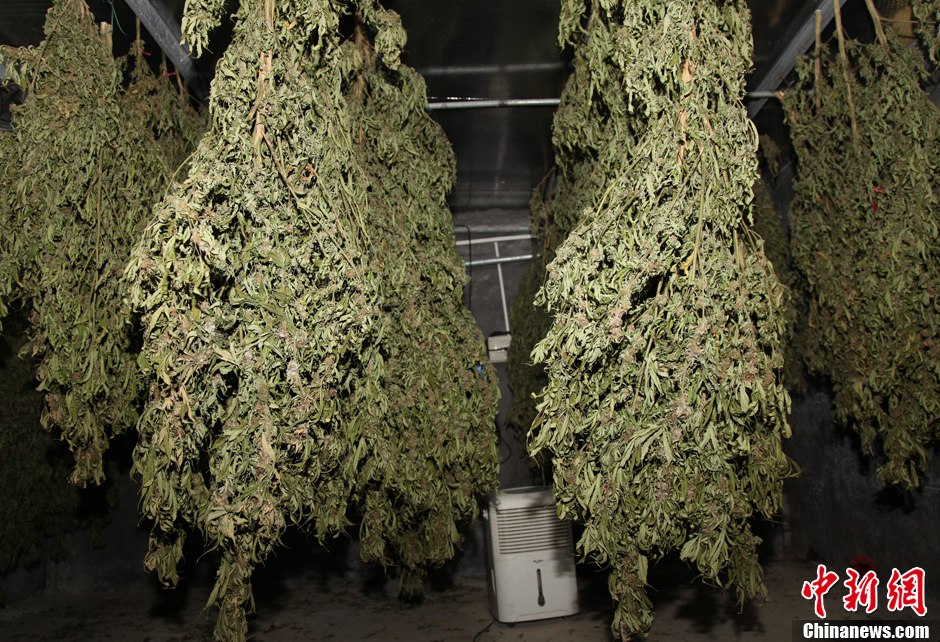 全球最大的大麻合法化市场来了