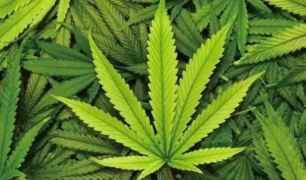 突破！Tilray首例医用大麻提取物制剂在葡萄牙获批上市