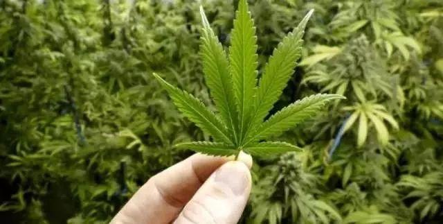 泰国，亚洲迪士尼式的大麻市场