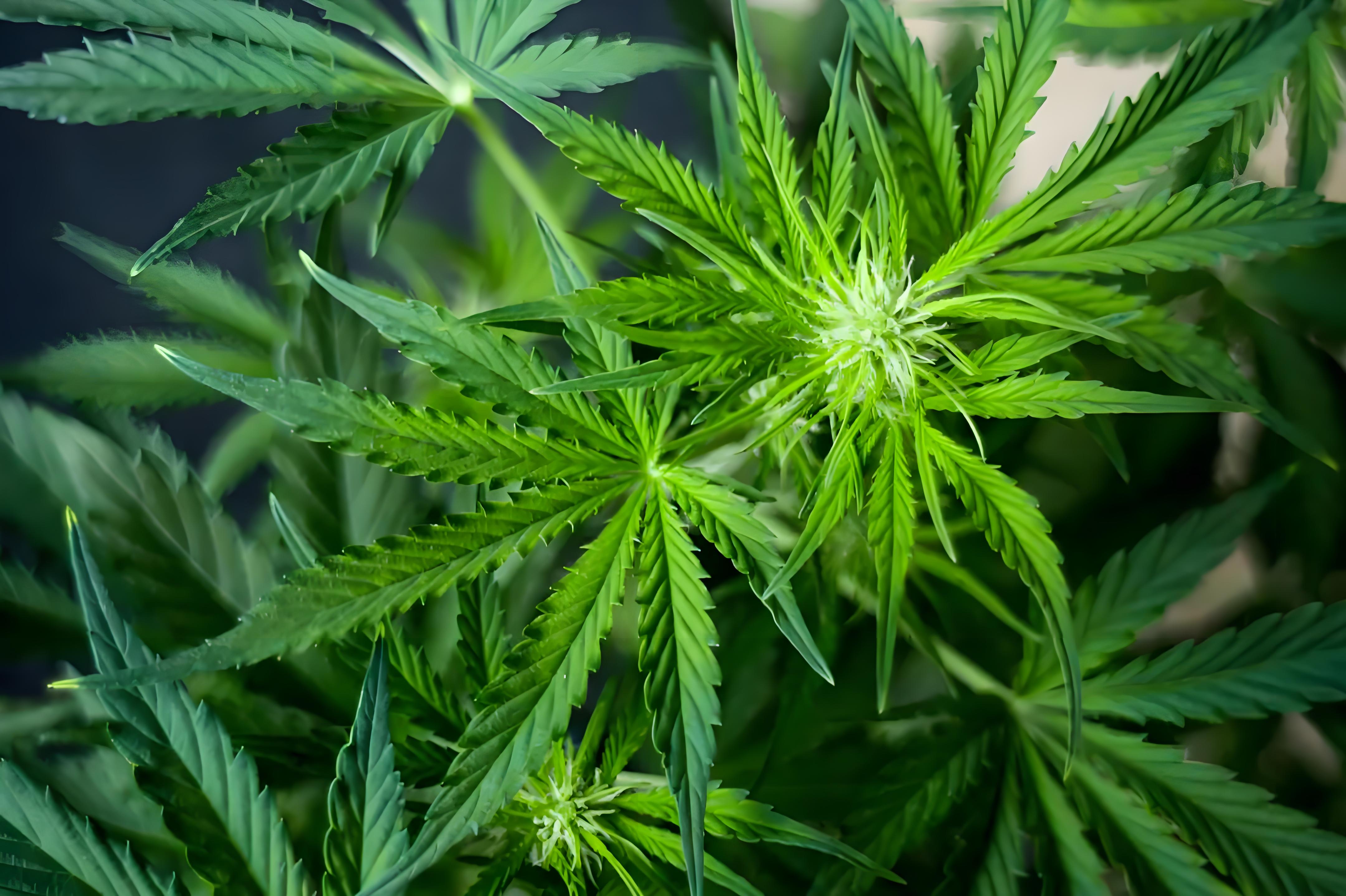 加拿大大麻报告抢先看，2023年再创历史新高，价格低点或已到来