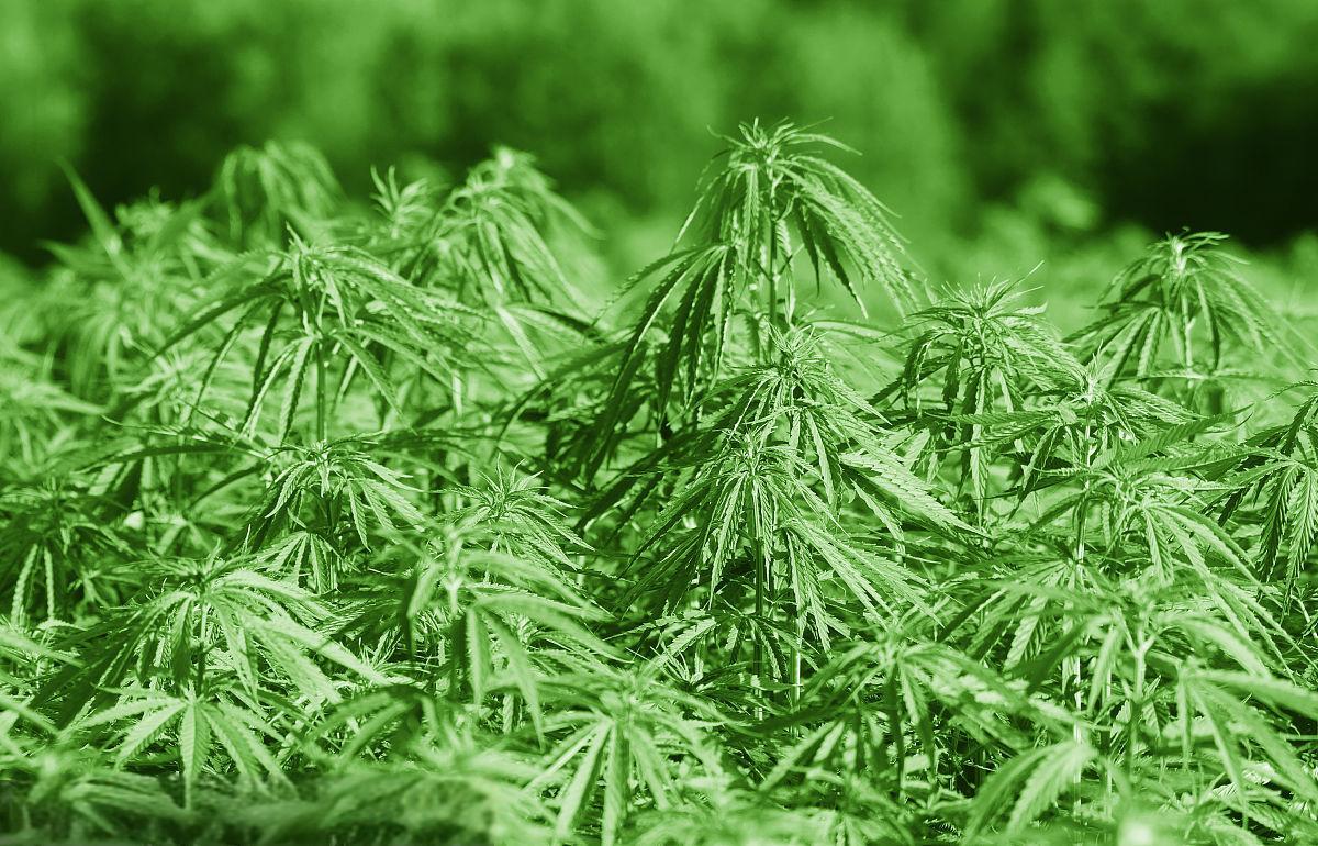 报告显示，日本CBD市场规模已达1.54亿美元，自2019年以来持续增长600%