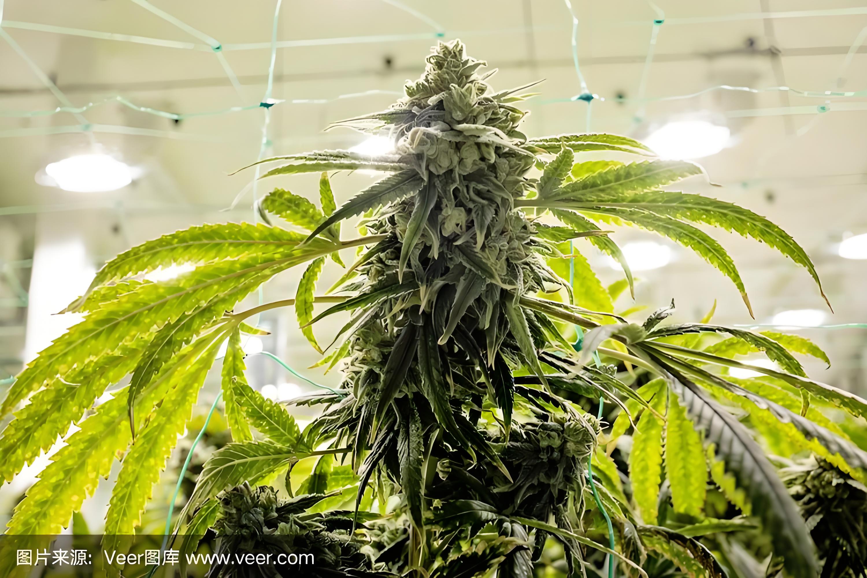 中麻所5位专家将齐聚5月泰国峰会 分享工业大麻育种、温室种植、健康产品开发、技术装备等主题