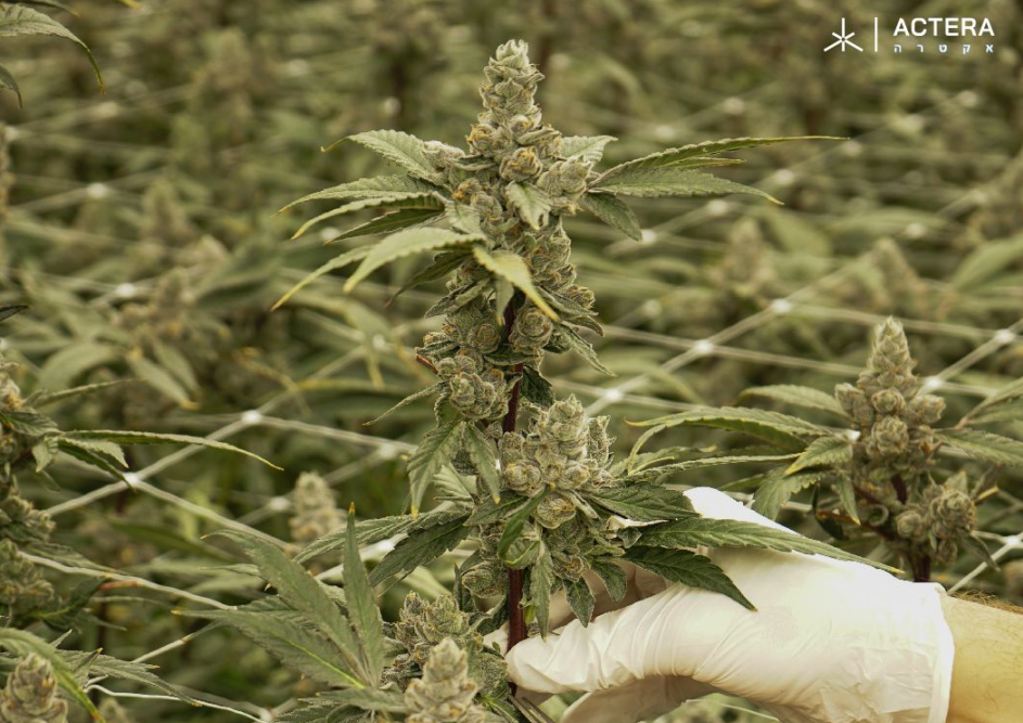 产业奥秘，深度直击！泰国医用大麻考察团正式接受报名 | AHC2024亚洲大麻商业峰会