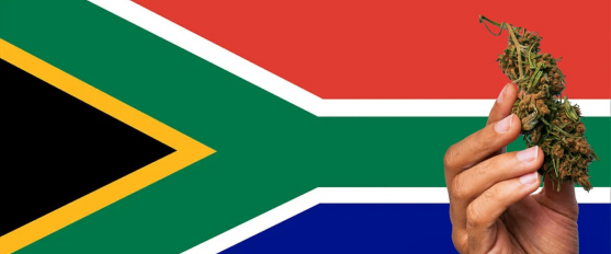 南非总统签署大麻合法化法案，允许成人持有和种植，但严格禁止销售