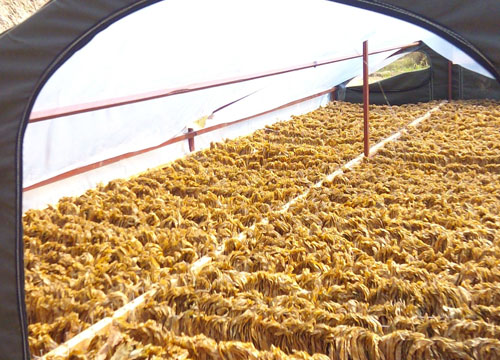 禁烟令不会通过