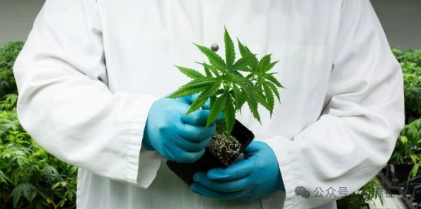 乌克兰医用大麻法规来了！大麻、大麻油和提取物从官方禁用物质名单中删除，THC被列入麻醉药品名单