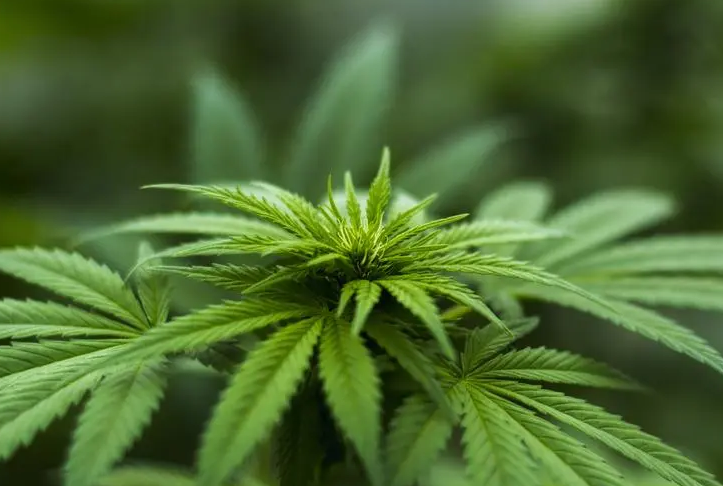 意大利政府违反欧盟法律，再次将CBD列为麻醉品