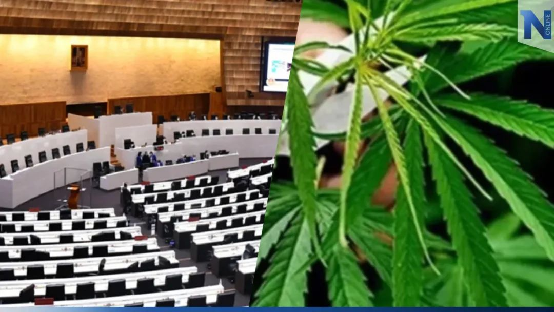 决议通过！泰国大麻将于明年1月1日起重归毒品行列