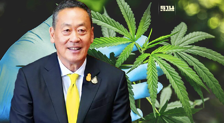 泰国大麻政策惊天反转！不再将大麻重新列为毒品，而转向实施专门的《大麻管制法》