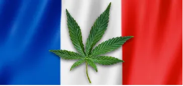 重磅！法国医用大麻即将破局，处方治疗有望在2025年实现