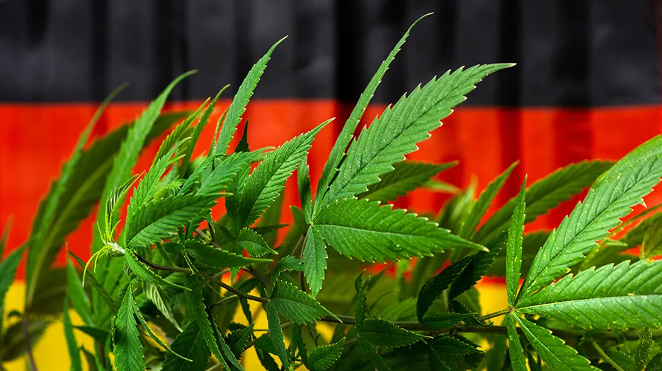 受益于大麻法，德国医用大麻第二季度进口量猛增44%