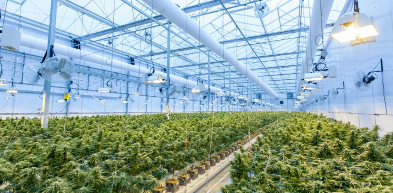 三证齐发，德国医用大麻市场将大火！