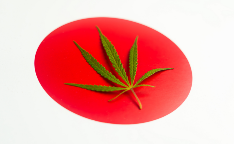 重磅！日本大麻政策重大转变：个人使用定为犯罪，医用大麻合法，THC限量标准确定