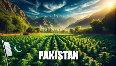 巴基斯坦有望成为下一个医用大麻合法化国家市场