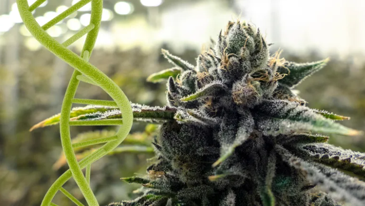 首次研究发现，神奇高效力大麻会在DNA上留下独特标记