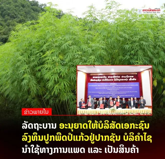 老挝政府批准第一个商用、药用大麻项目，其实一切早有苗头....