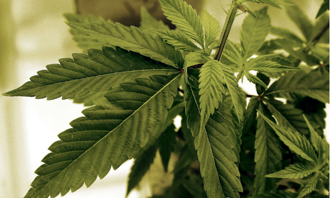 2025年美国HOF大麻展览