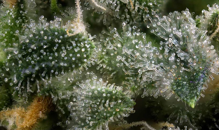 科学家称，这种神奇大麻化合物可取代阿片类药物 