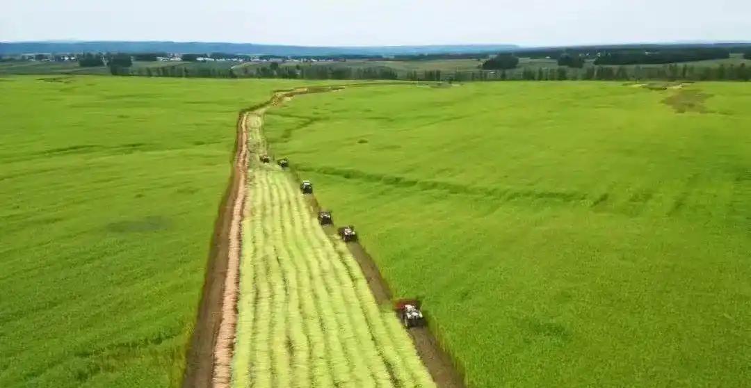 龙江森工集团：以产学研融合助推“一株麻”产业高质量发展