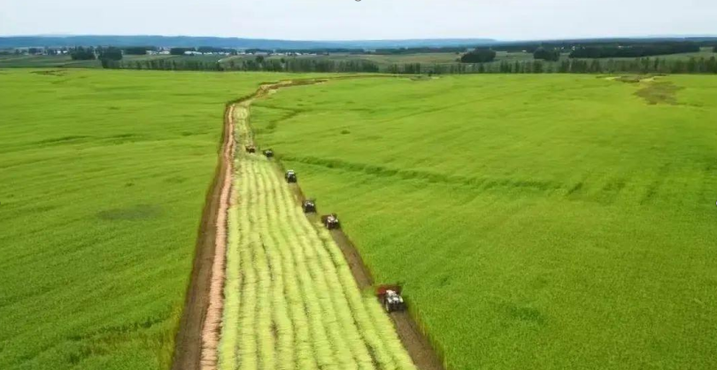 黑龙江肇州孙吴齐发力打造全国汉麻产业新高地