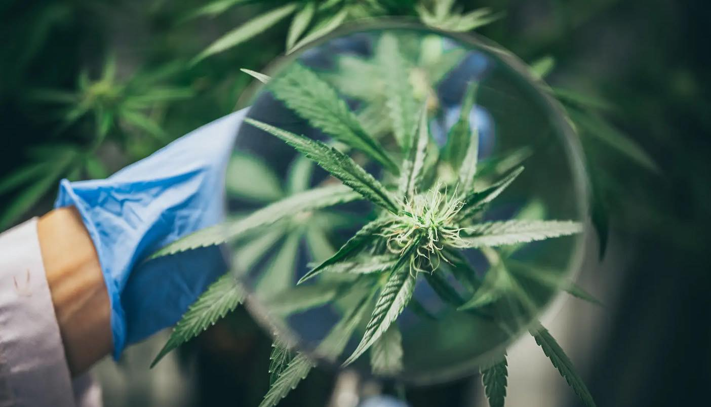 重要突破！一种新型大麻素被发现