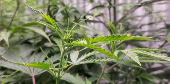 “麻”上创新——大庆麻类科研成果“撬动”农业产业升级