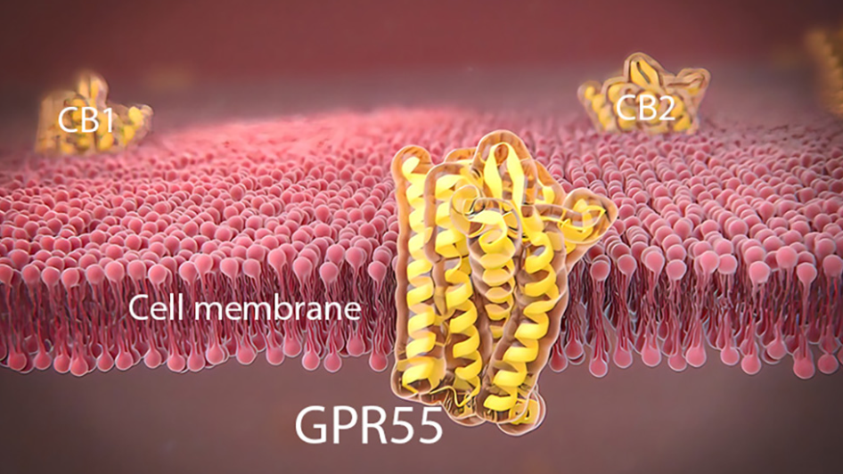 “孤儿”大麻素受体CB3：高血压性心脏病和肝纤维化的潜在治疗靶点