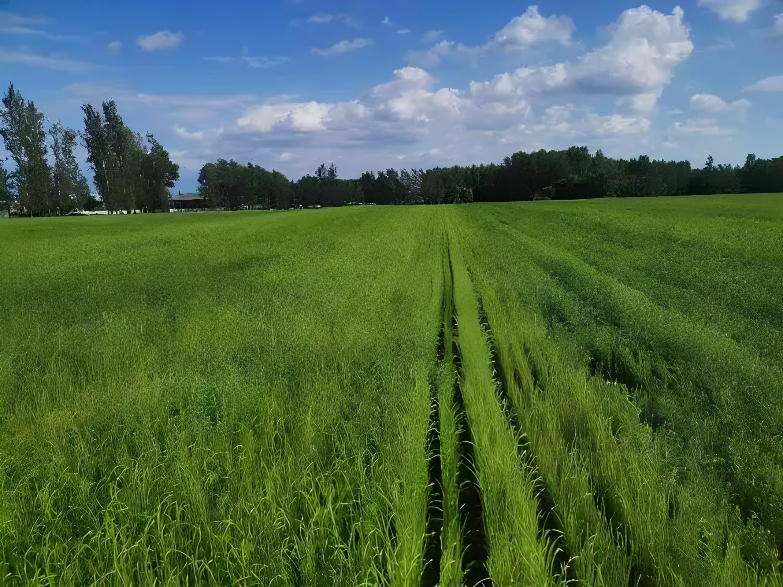 科技支撑，乘势而上，黑龙江麻类产业砥砺前行