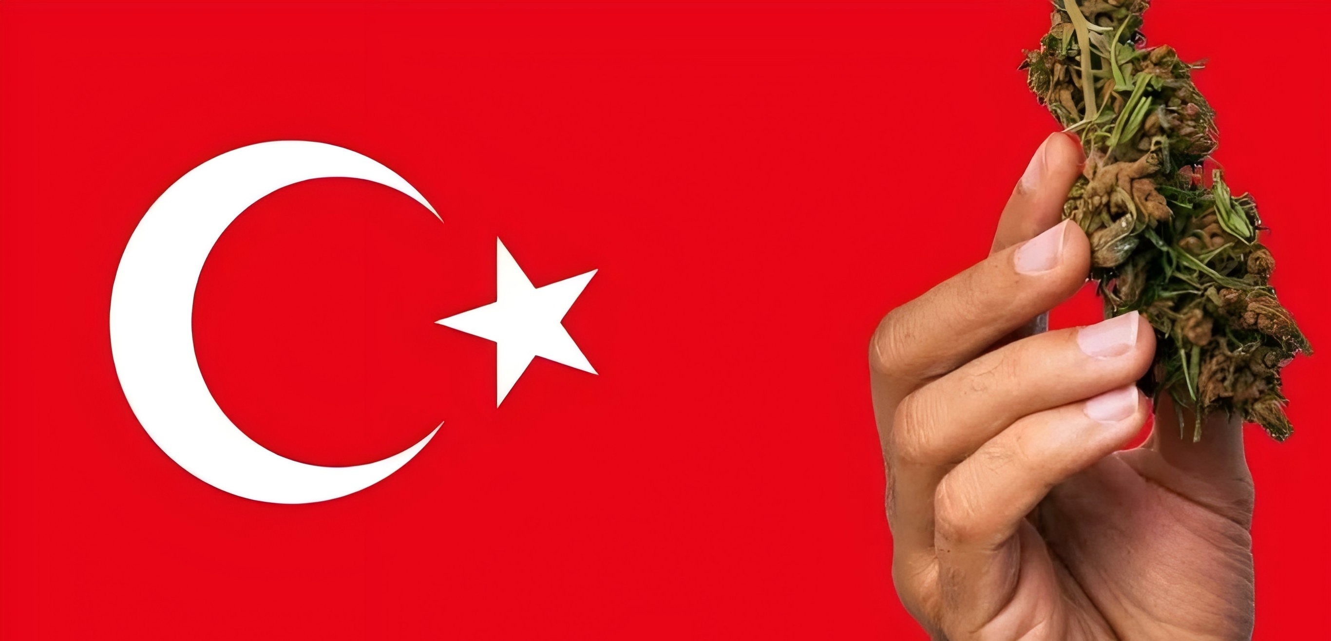 最新！土耳其提交医用大麻立法