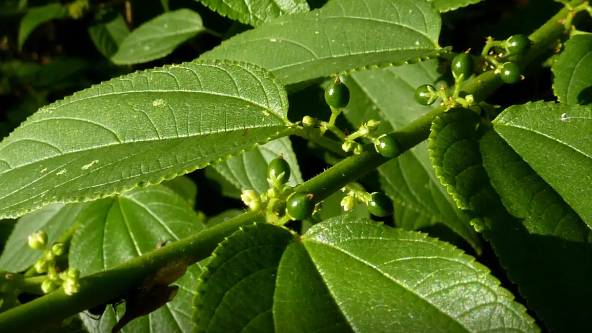 重大发现！全球CBD市场可能会被颠覆