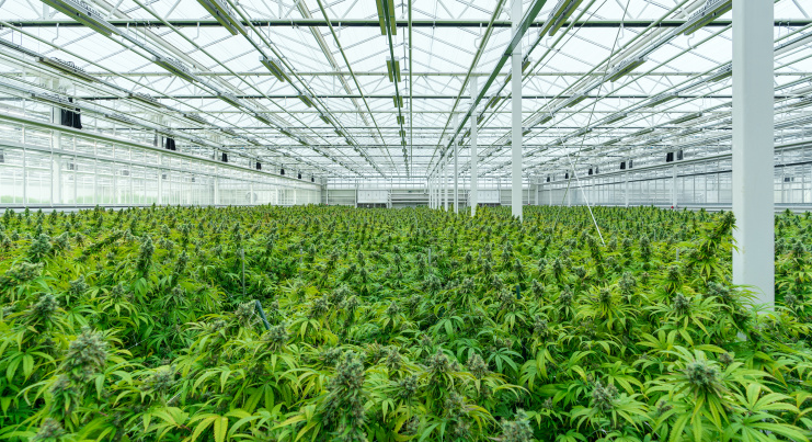 行业快讯，Aurora第四家大麻工厂获EU-GMP认证