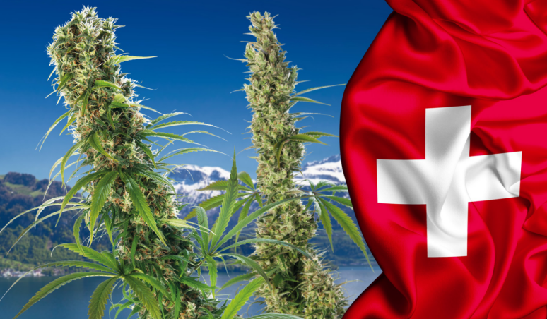 瑞士大麻改革试点项目成果初现，监管法草案已提上议程