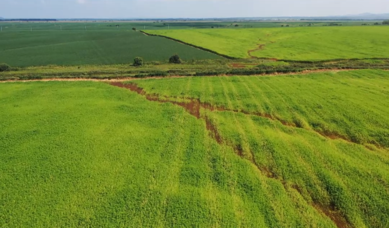 1.5万亩汉麻喜获丰收   绥棱局公司机械化收割助推产业前行