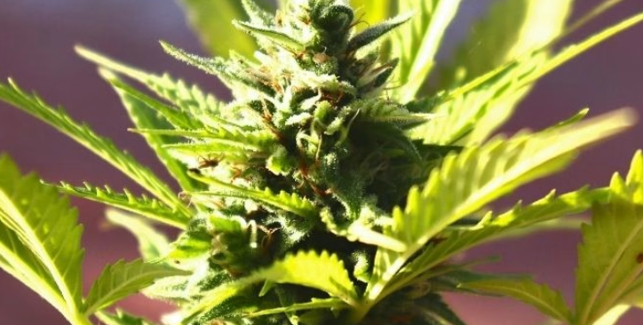 乌拉圭更新合法大麻价格，THC/CBD比例越高价格越贵