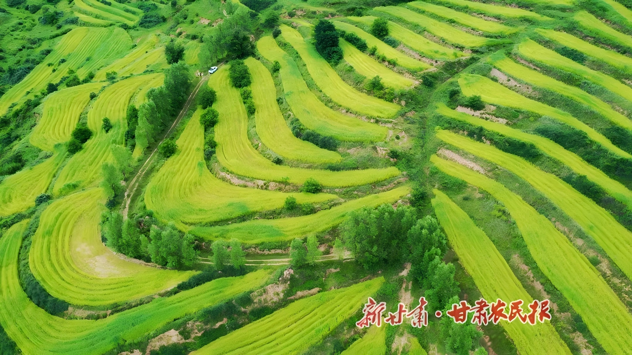 甘肃清水：汉麻产业突飞猛进