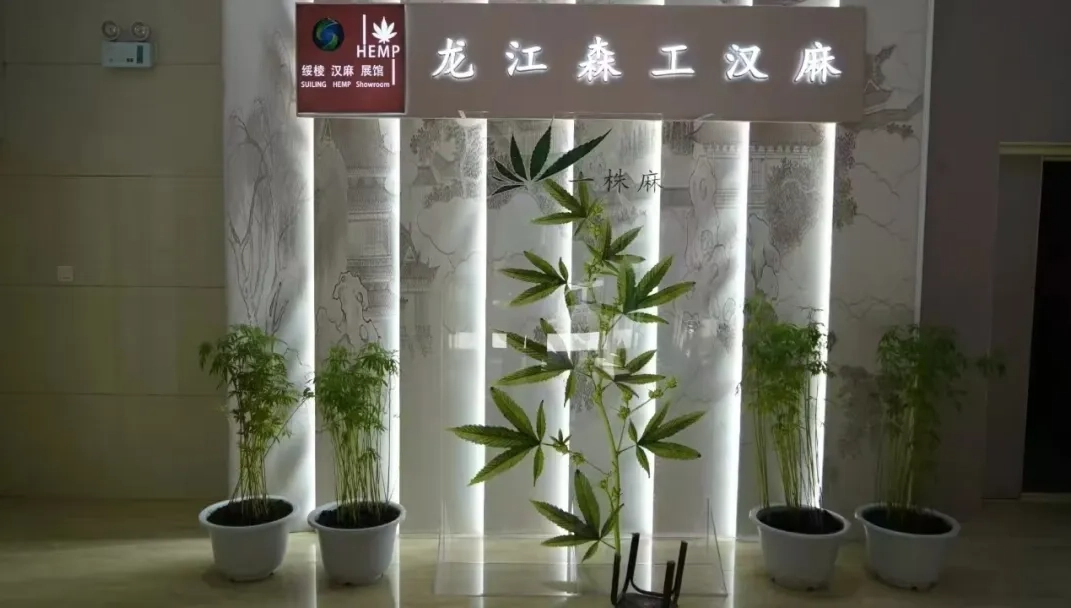 龙江森工集团：“一株麻”撬动生态产业大格局