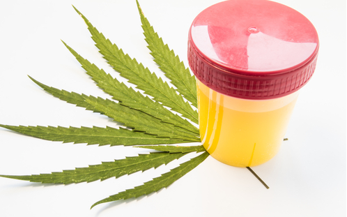 小心！只要接触过二手大麻烟就会被药检检出