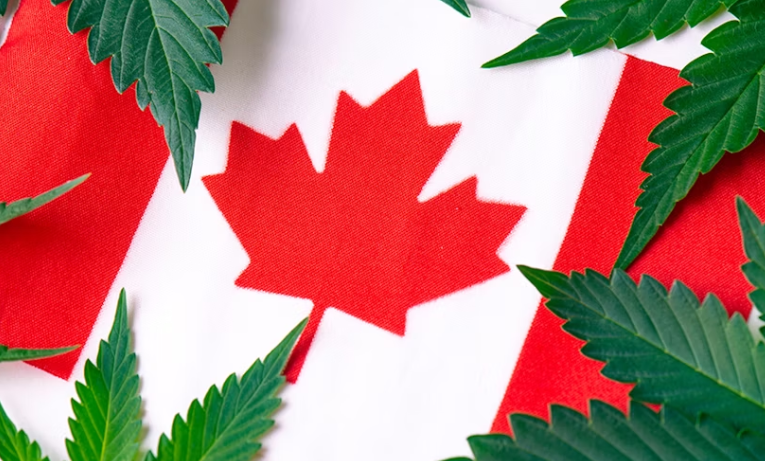 贡献160亿GDP、提供22.7万个就业岗位，大麻已成为加拿大经济驱动力